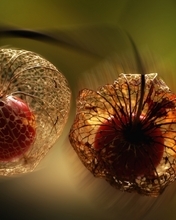 Картинка: Физалис, ягода, плод, прозрачный