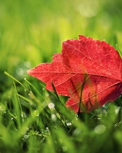 Картинка: Лист, красный, прожилки, трава, зелёный, роса, капли