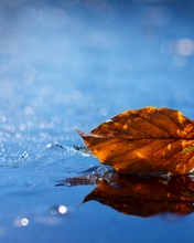 Картинка: Лист, листик, вода, отражение, боке, опавший, лежит