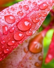 Картинка: Листья, жилки, капли, роса, вода, красные