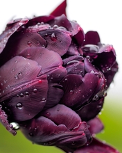 Image: Flower, terry, tulip, violet, dark, petals, water, drops, focus