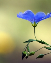 Картинка: Лён, цветок, макро, голубой