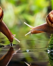 Картинка: Улитки, пара, ракушка, моллюск, вода, отражение, мох