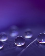 Image: Drops, water, feather, reflection, blue background