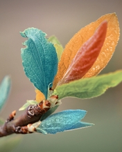 Image: Leaves, multicolored, branch, blue, green, orange, red, color, blur