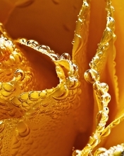 Image: Rose, yellow, drops, moisture, macro