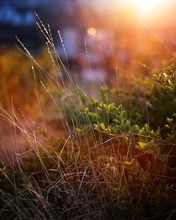 Image: Grass, plants, evening, rays, glare, light