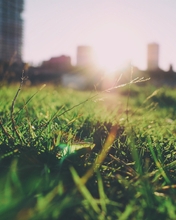 Картинка: Газон, трава, веточки, город, дома, здания, солнце, лето, небо