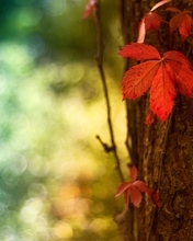 Картинка: Осень, осенние листья, кора, дерево, боке, блики