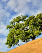 Image: Tree, field, hillside, landscape, sky, clouds
