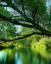 Image: Trees, branches, leaves, crown, greens, water, reflection, sky