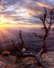 Картинка: Grand Canyon, Большой Каньон, горизонт, солнце, небо, облака, дерево, ветки, сухое