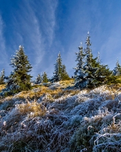 Картинка: Ёлки, деревья, трава, иней, холодно, замёрзла, зелень, небо