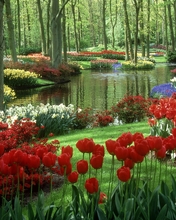 Image: nature, beautiful, flowers