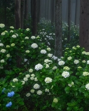 Image: Forest, bushes, flowers, hydrangea, flowering, trees