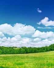 Картинка: природа, лес, поле, луг, небо, деревья