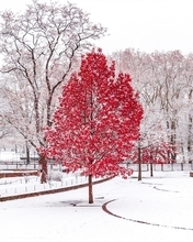 Картинка: Деревья, листва, снег, парк