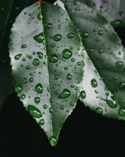Image: Leaves, plant, green, rain, drops