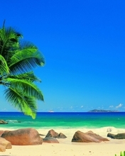 Картинка: природа, пальма, океан, небо, песок, камни