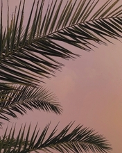 Картинка: Листья, пальма, фон