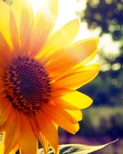 Image: Sunflower, plant, summer, sun rays