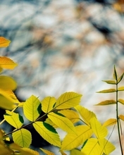 Image: Leaves, branches, blurred background