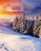 Image: Winter, snow, forest, needles, mountains, sky, sun, rays, traces