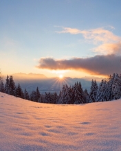 Image: Winter, snow, traces, trees, needles, sun, rays, sky, clouds, evening, sunset