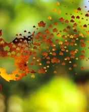 Image: Autumn, maple, leaf, leaflets, fly, wind