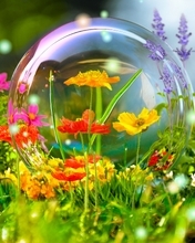 Картинка: Полевые цветы, трава, насекомые, бабочка, шмель, мыльный пузырь
