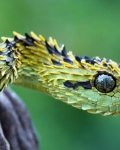Картинка: Гадюка, змея, чешуя, глаз, древесина