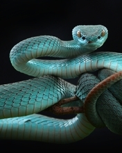 Картинка: Пресмыкающиеся, рептилия, змея, гадюка, голубая куфия, ветка, фон