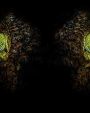 Картинка: Крокодил, аллигатор, глаза, взгляд, макро, свет, ночь, чёрный фон