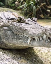 Картинка: Крокодил, рептилия, морда, зубы, пасть, глаза, камень
