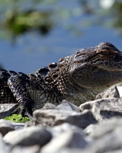 Image: Reptile, crocodile, cub, hot, stones