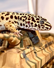 Image: Gecko, lizard, spots, tank