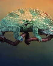 Image: Chameleon, color, branch, sitting, looking, cockroach