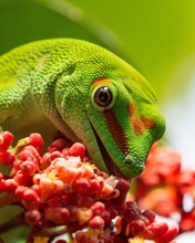 Image: Lizard, Gecko, felsum, eating, tongue, green