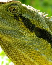 Image: Lizard, look, green, leather