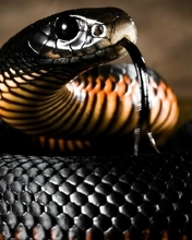 Картинка: Чёрная мамба, змея, язык, глаз, брюхо
