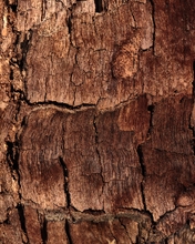 Image: Bark, tree, brown, roughness, background