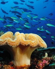 Картинка: Рыбы, косяк, кораллы, морской гриб