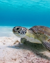 Картинка: Черепаха, панцирь, морское дно
