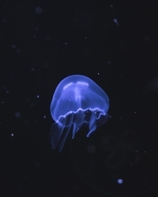 Image: Jellyfish, fluorescent, floats, plankton, ocean, darkness