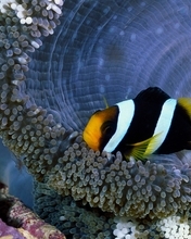 Image: Clown fish, reef, sea anemone, tentacles