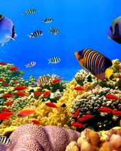 Image: Fish, corals, sea floor, ocean, water