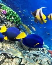 Картинка: Рыбы, океан, вода, риф, кораллы, дно