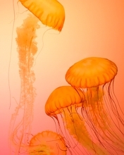 Картинка: Медузы, яркий фон, щупальца