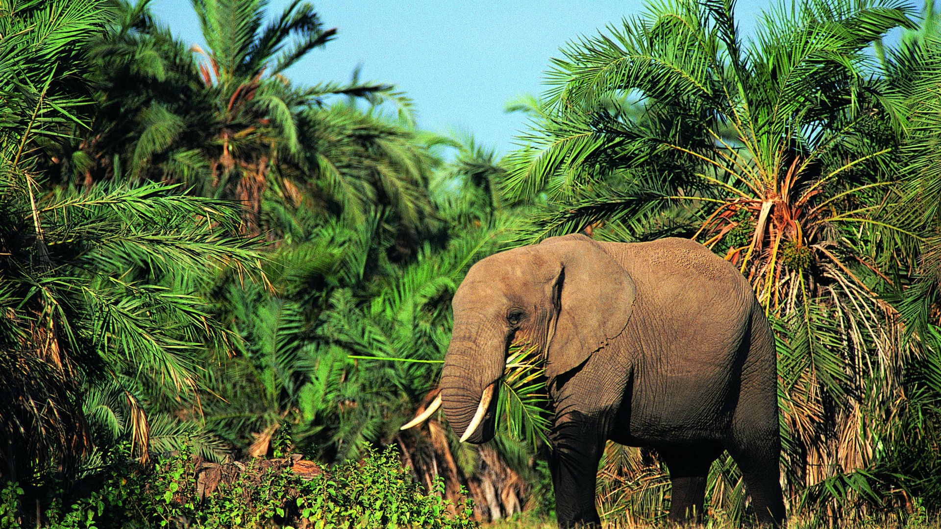 Image: Elephant, large, trunk, herbivore, plant, palma