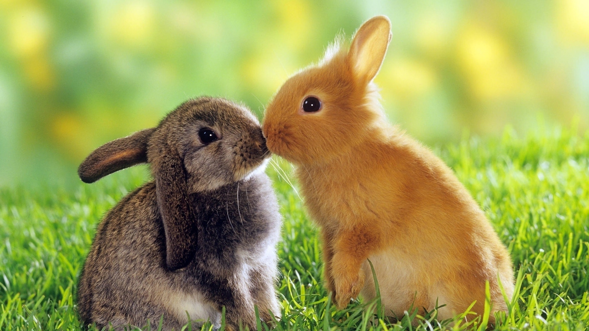 Image: Rabbits, fluffy, eyes, grass, love